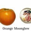 Orange Moonglow Tomato
