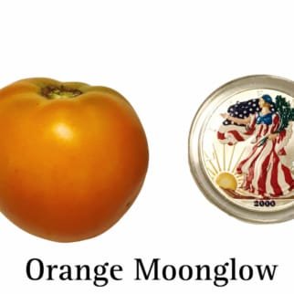 Orange Moonglow Tomato