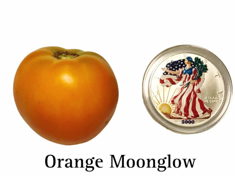 Orange Moonglow Tomato