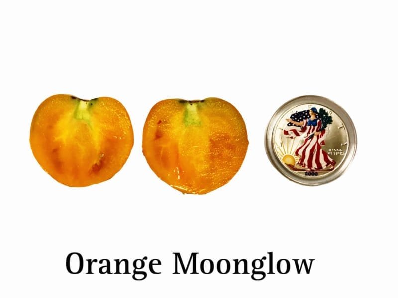 Moonglow Tomato