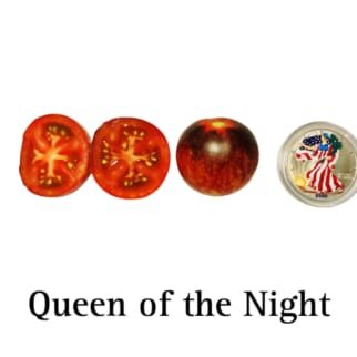Queen of the Night Tomato