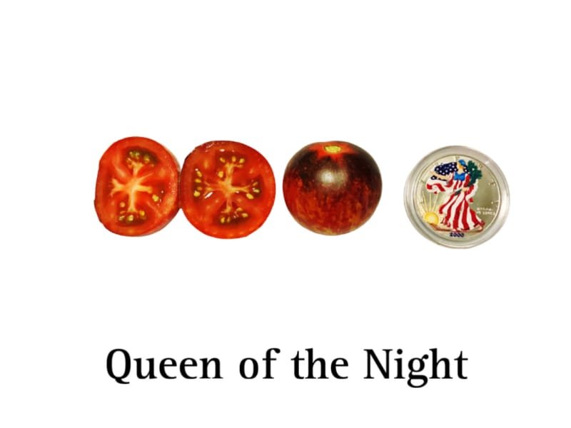 Queen of the Night Tomato