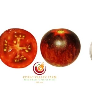 Queen of the Night Tomato