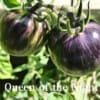 Queen of the Night Tomato