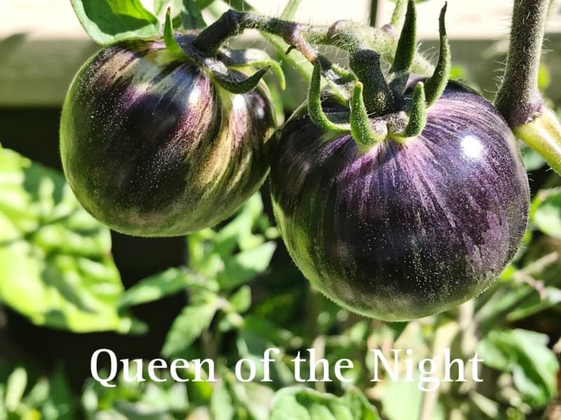 Queen of the Night Tomato