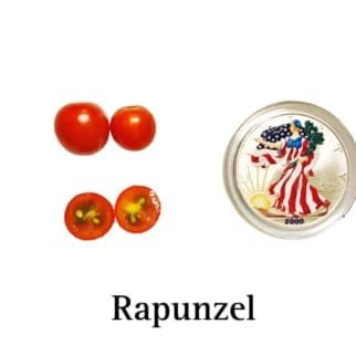 Rapunzel Cherry Tomato