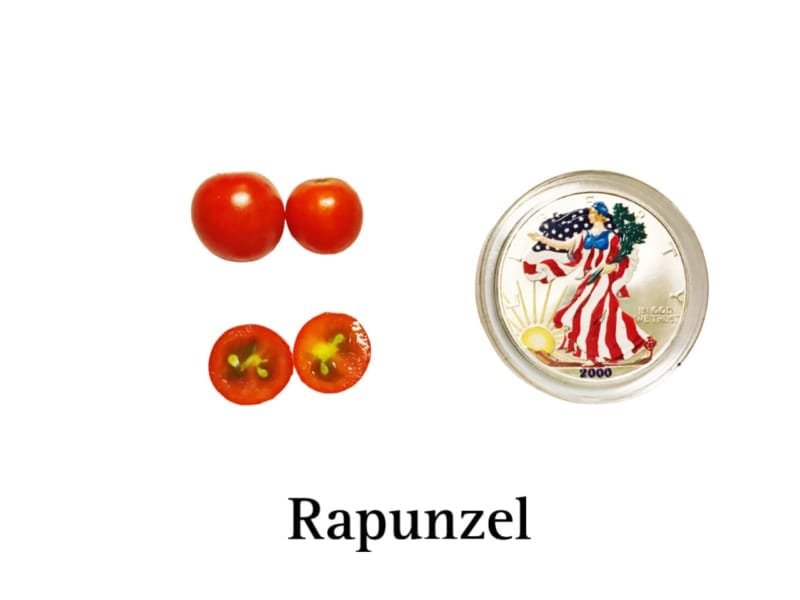 Rapunzel Cherry Tomato