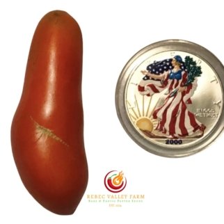 Strelka's Arrow Tomato