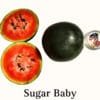 Sugar Baby Watermelon