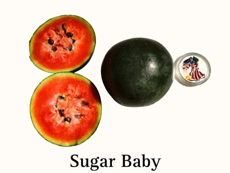 Sugar Baby Watermelon