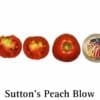 Sutton's Peach Blow Tomato