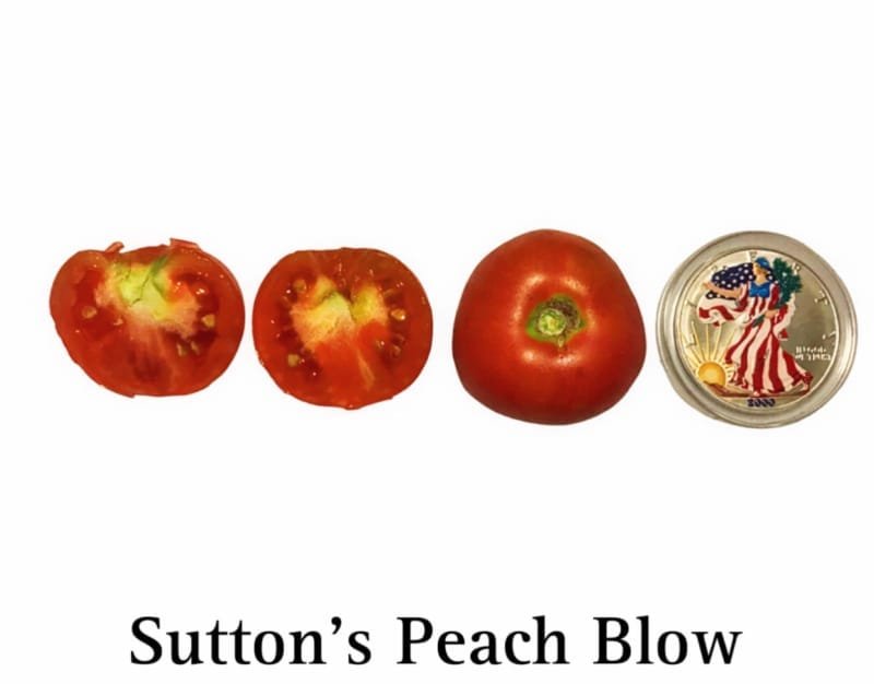 Sutton's Peach Blow Tomato