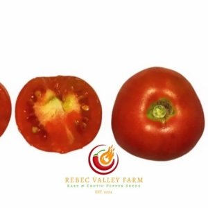 Sutton's Peach Blow Tomato