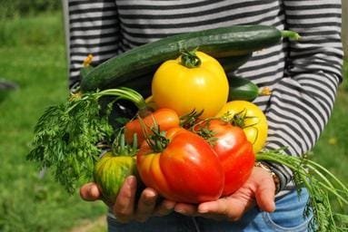 Community Garden Photo Community Garden Photo
