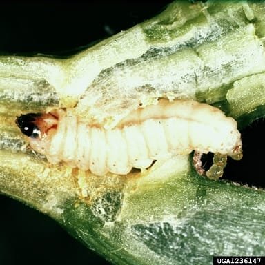Squash Vine Borer