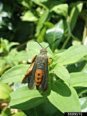 Squash Vine Borer Moth