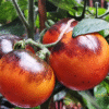 Black Patio Micro Dwarf Tomato