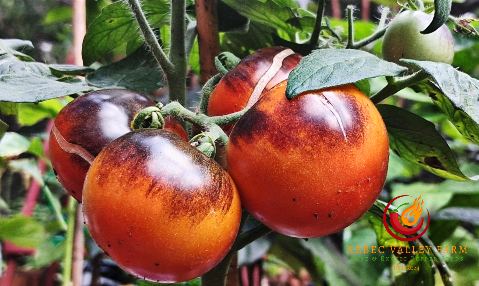 Black Patio Micro Dwarf Tomato