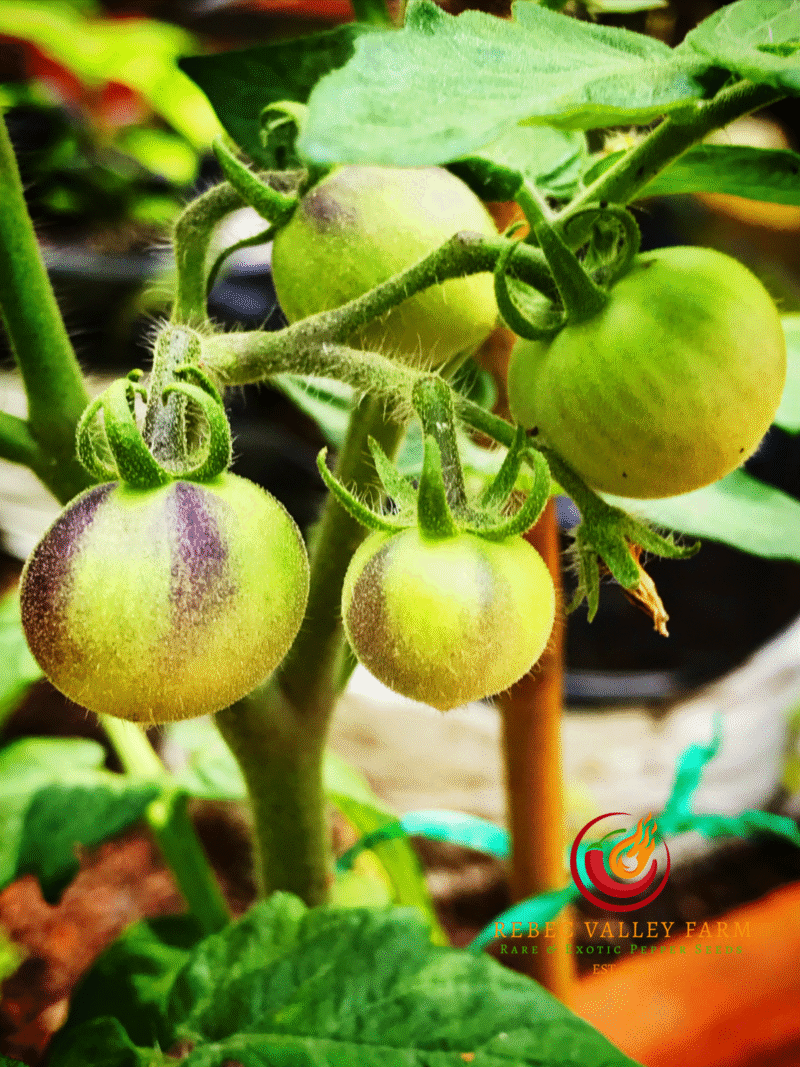Black Patio Micro Dwarf Tomato - Image 3