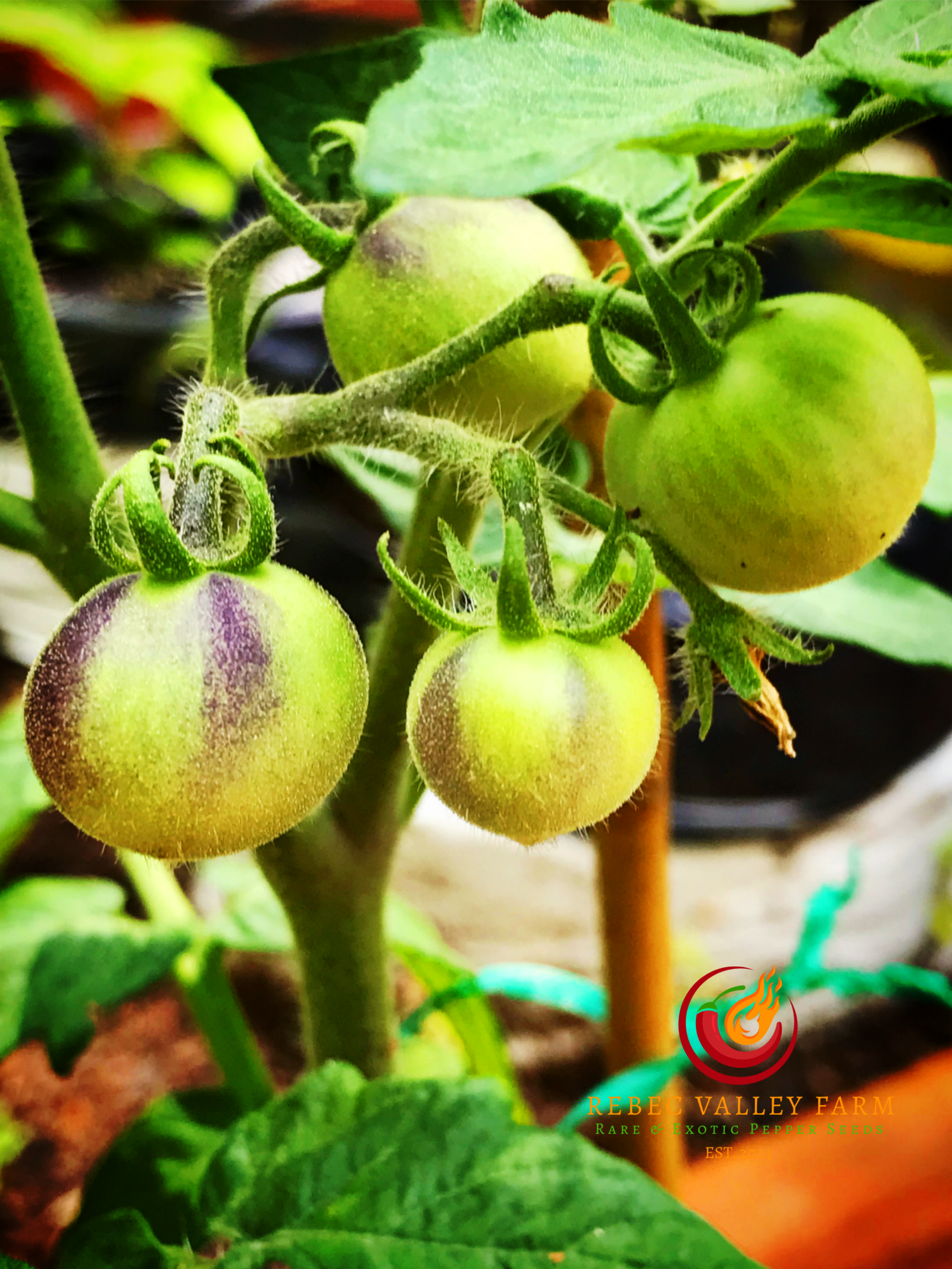 Black Patio Micro Dwarf Tomato - Image 3