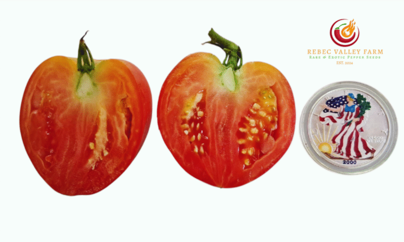Judy's Good Heart Tomato - Image 2
