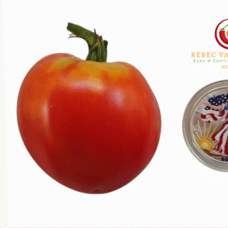 Judy's Good Heart Tomato