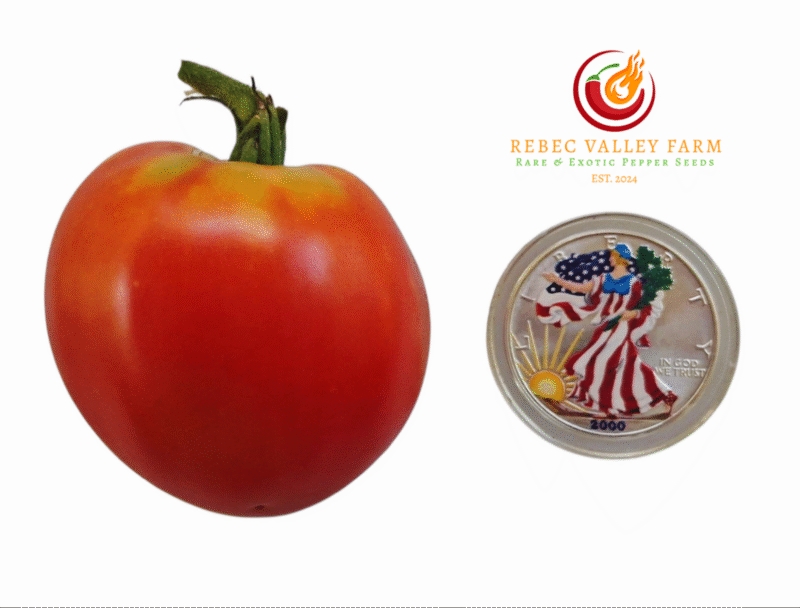 Judy's Good Heart Tomato