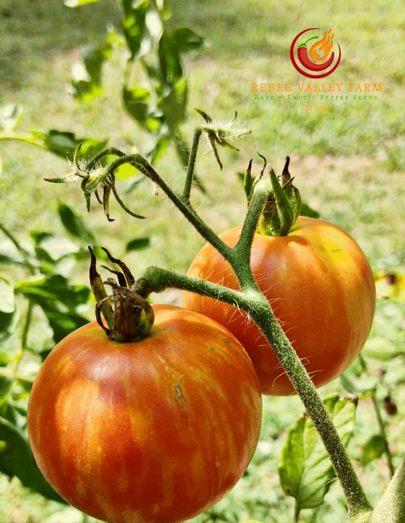 Norwood Meiners Tomato - Image 2