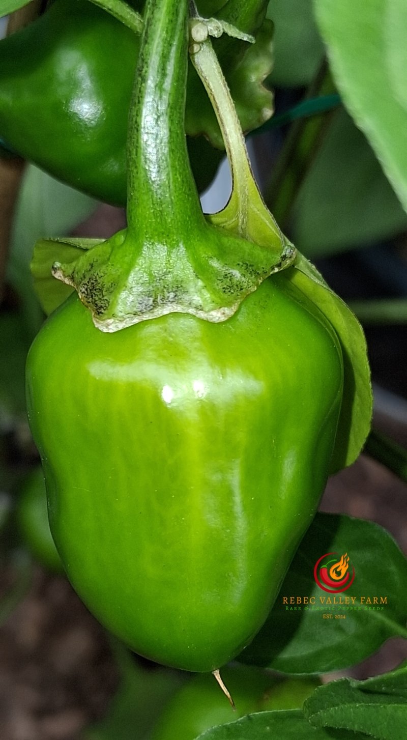 Bleeding Red-Headed Stepchild Pepper - Image 2