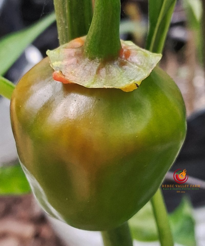 Bleeding Red-Headed Stepchild Pepper - Image 3