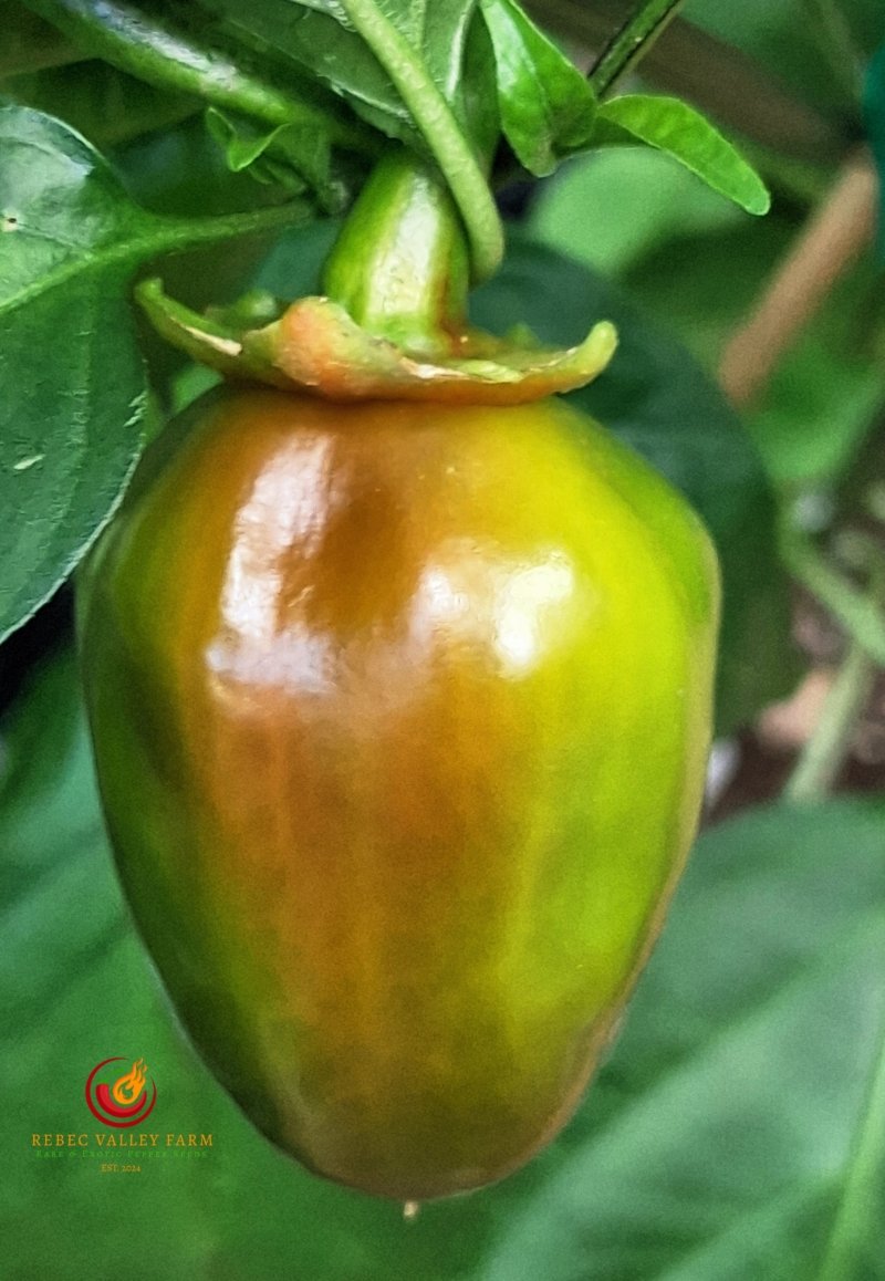 Bleeding Red-Headed Stepchild Pepper - Image 4