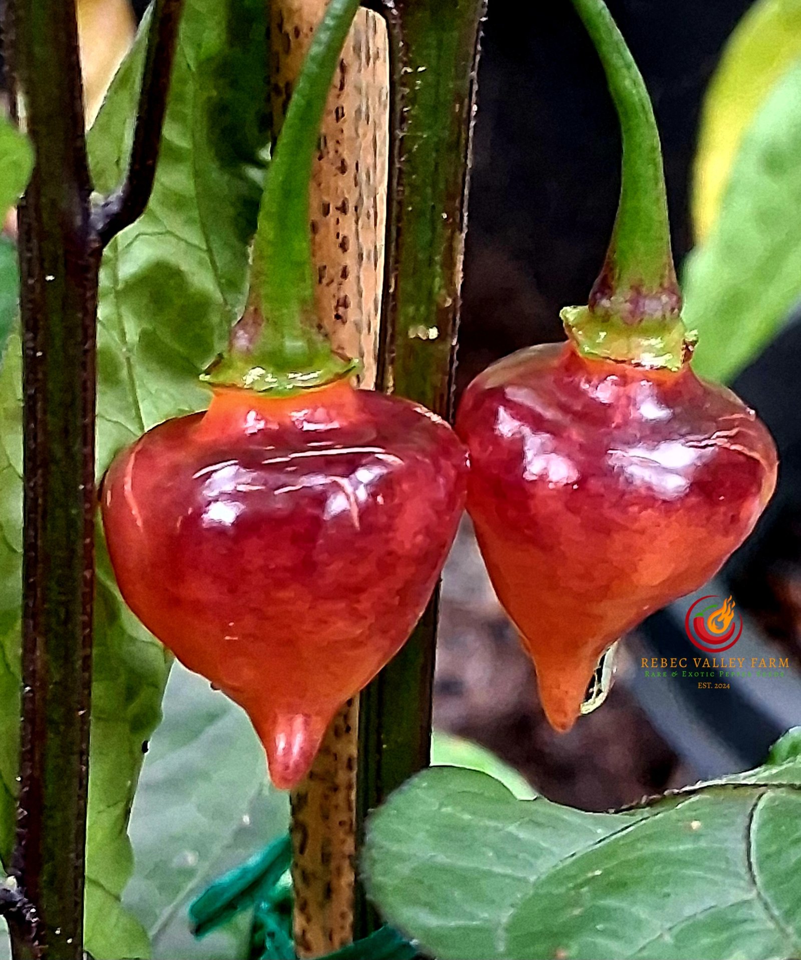 PJ UFO Pepper - Image 3