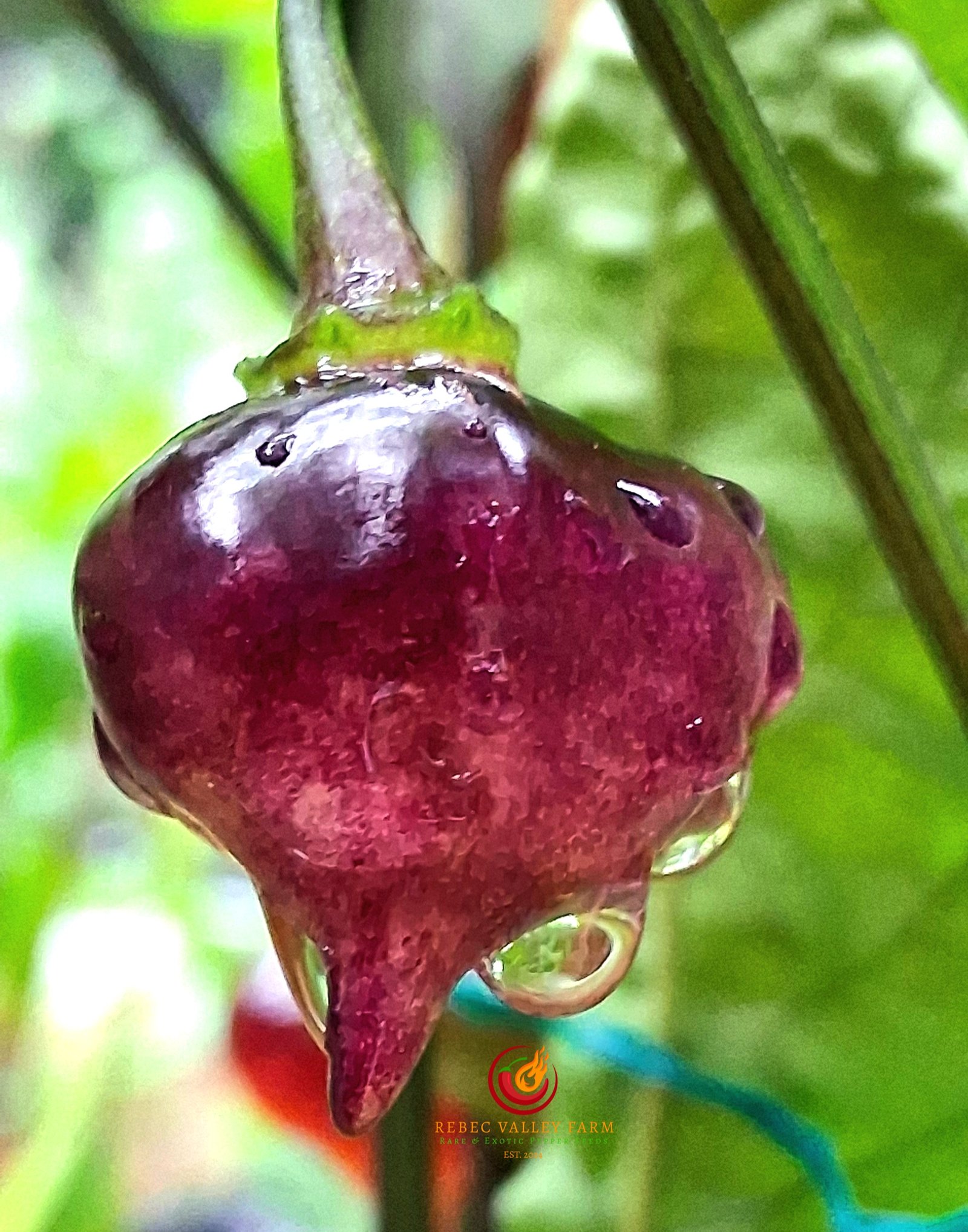 PJ UFO Pepper - Image 2