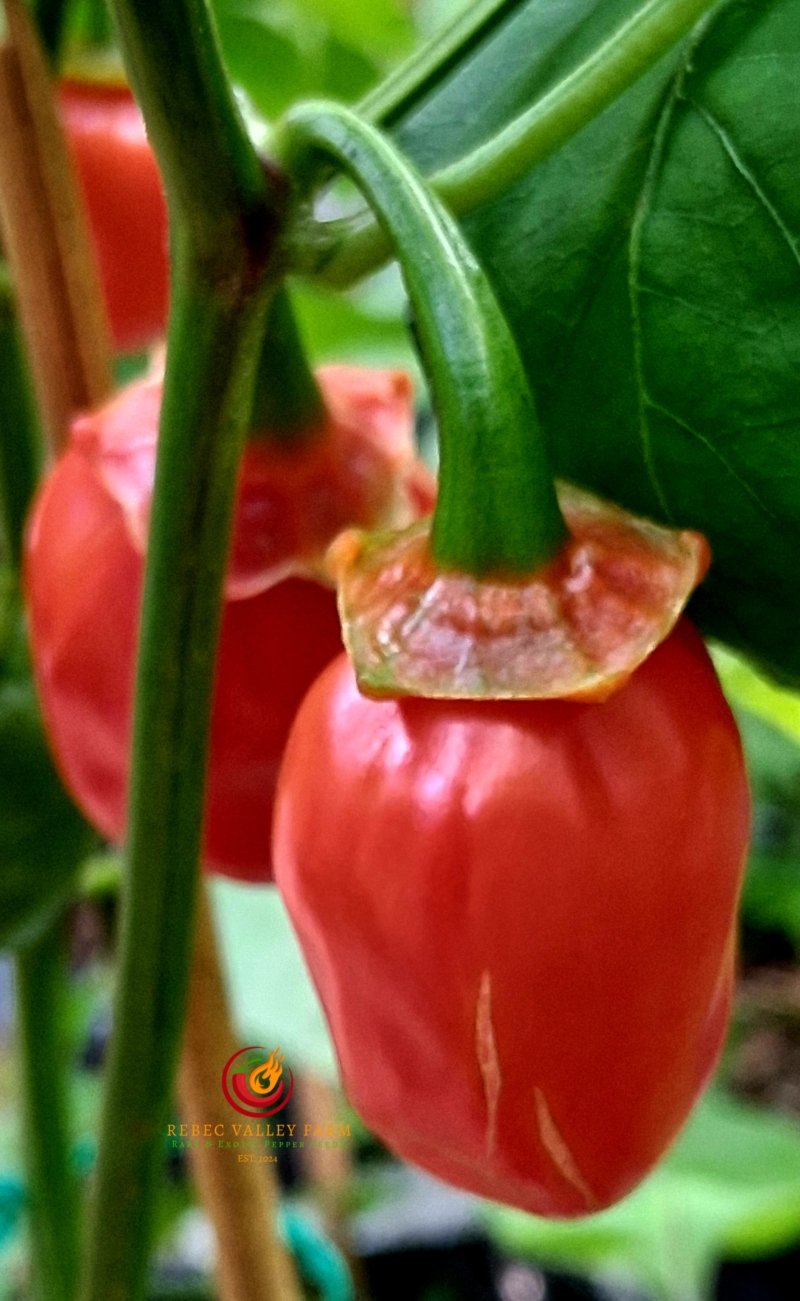 Bleeding Red-Headed Stepchild Pepper - Image 5