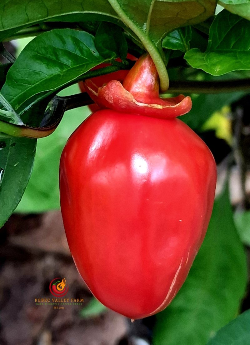 Bleeding Red-Headed Stepchild Pepper - Image 6