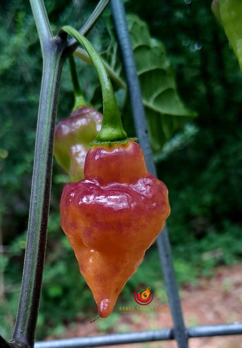 Bolivian Bumpy Carmen Pepper - Image 4