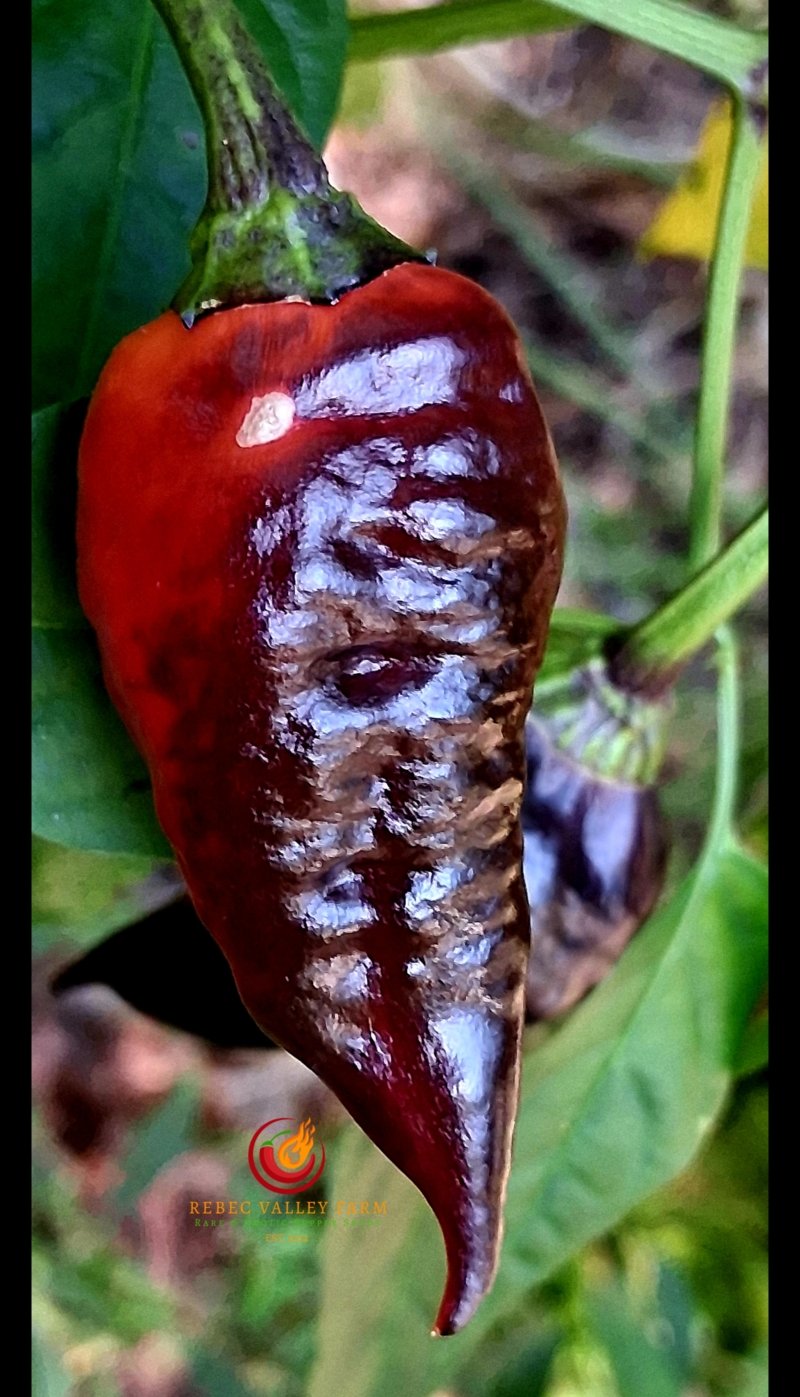 Comstock Purple Pepper - Image 2