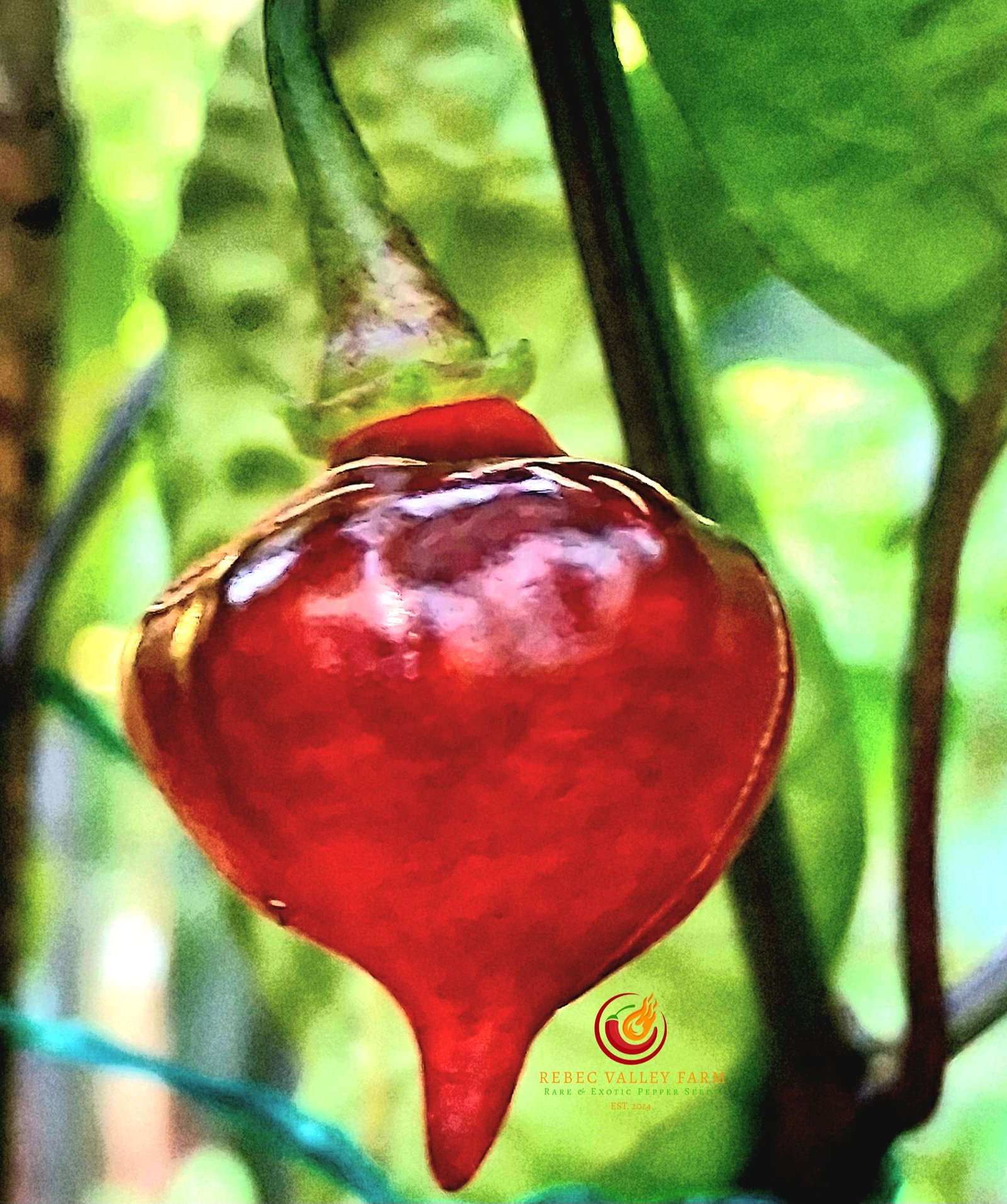 PJ UFO Pepper - Image 4