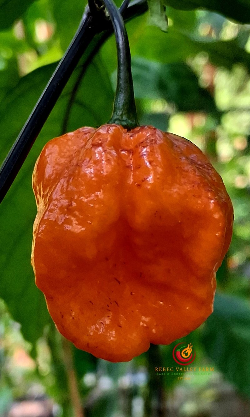 Pimenta Da Dog Pepper - Image 5