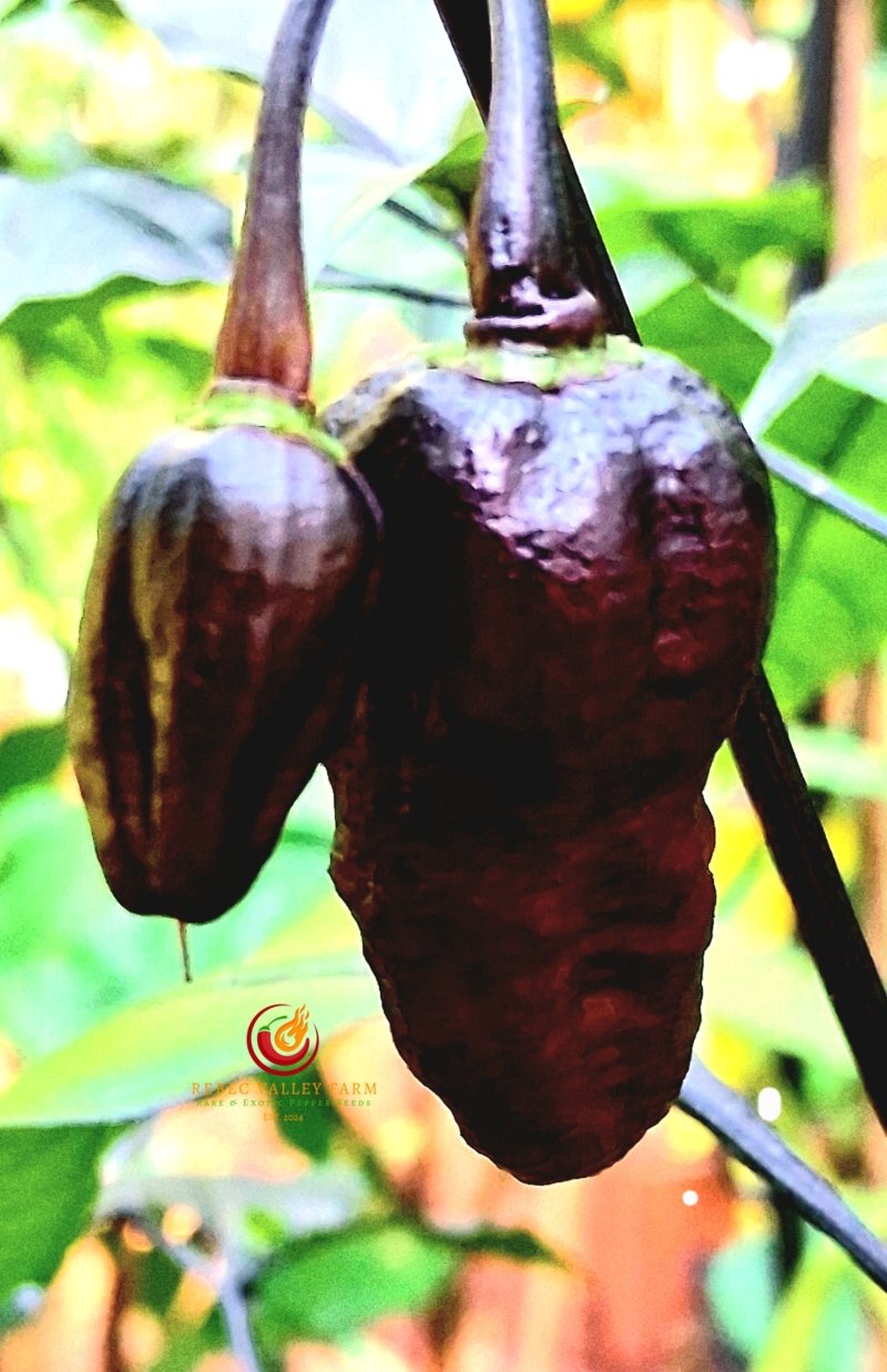 Pimenta Da Dog Pepper - Image 3