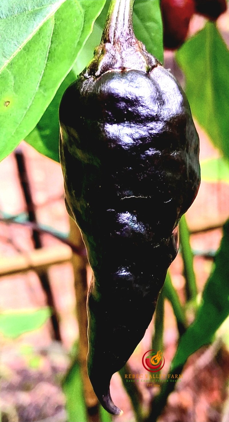 Comstock Purple Pepper - Image 3
