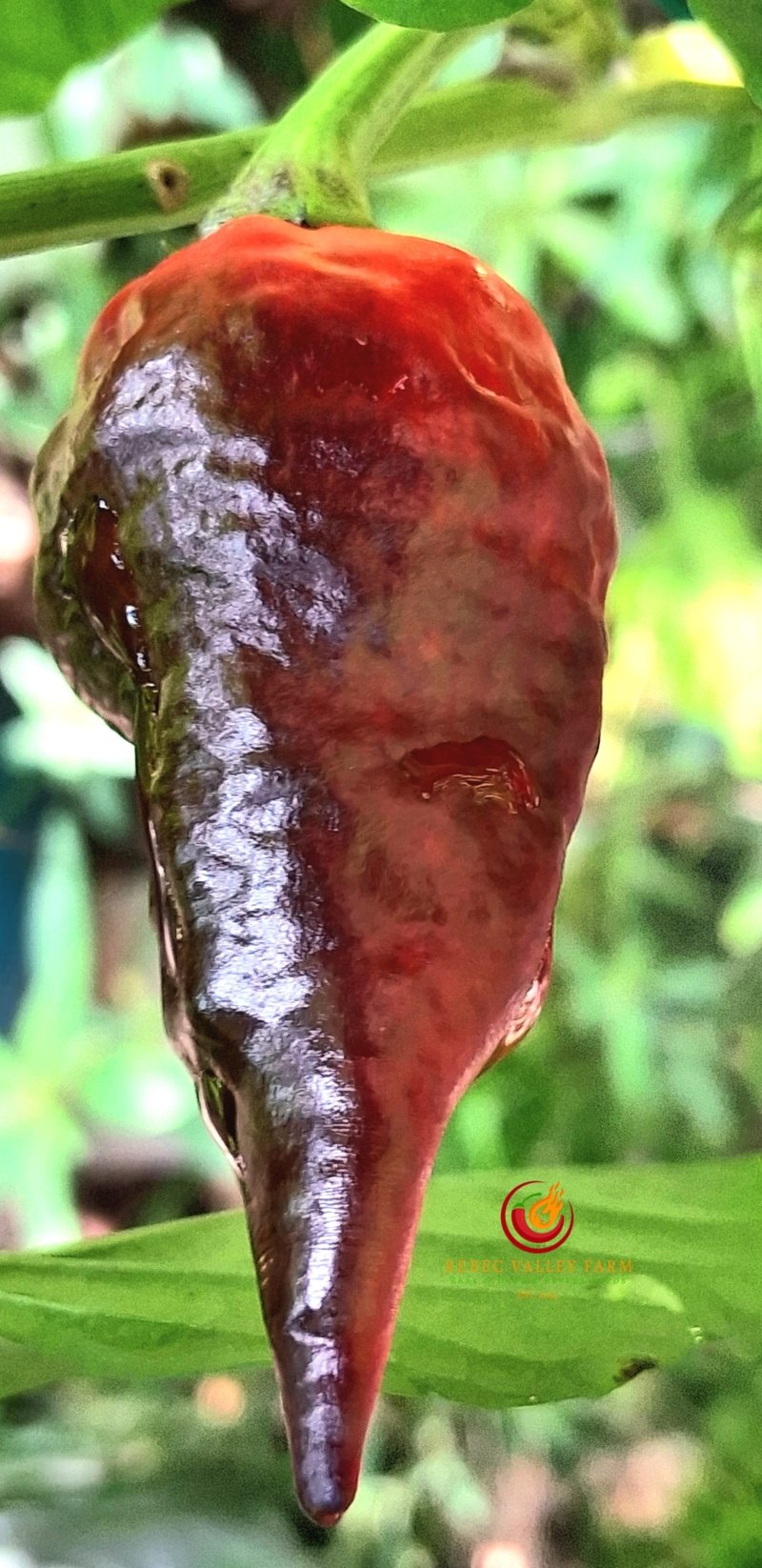 Comstock Purple Pepper - Image 4
