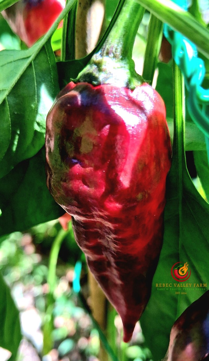 Comstock Purple Pepper - Image 5