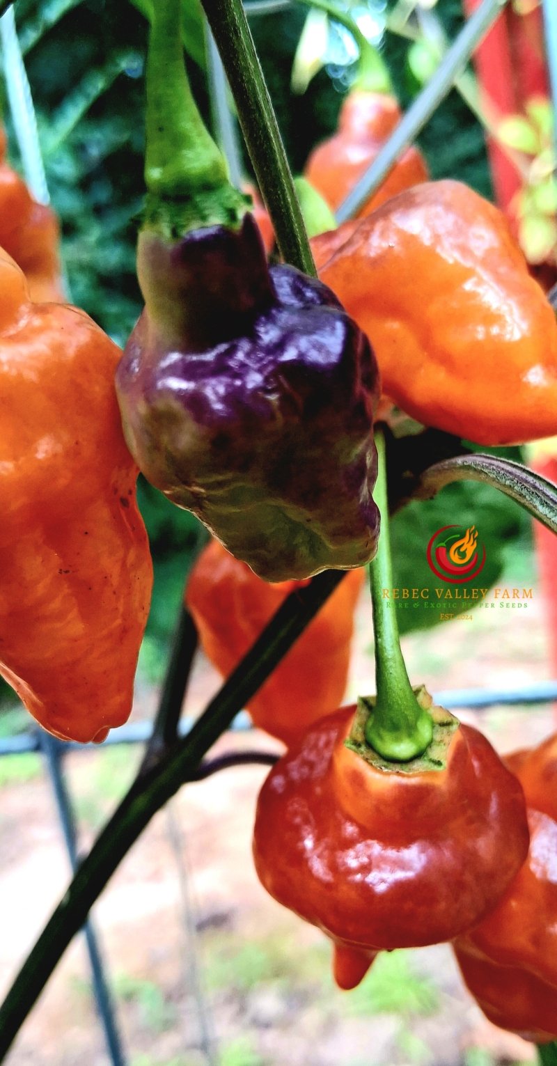 Bolivian Bumpy Carmen Pepper - Image 2