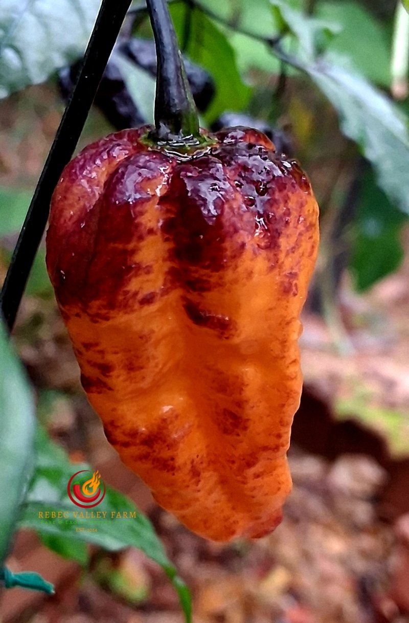Pimenta Da Dog Pepper - Image 2