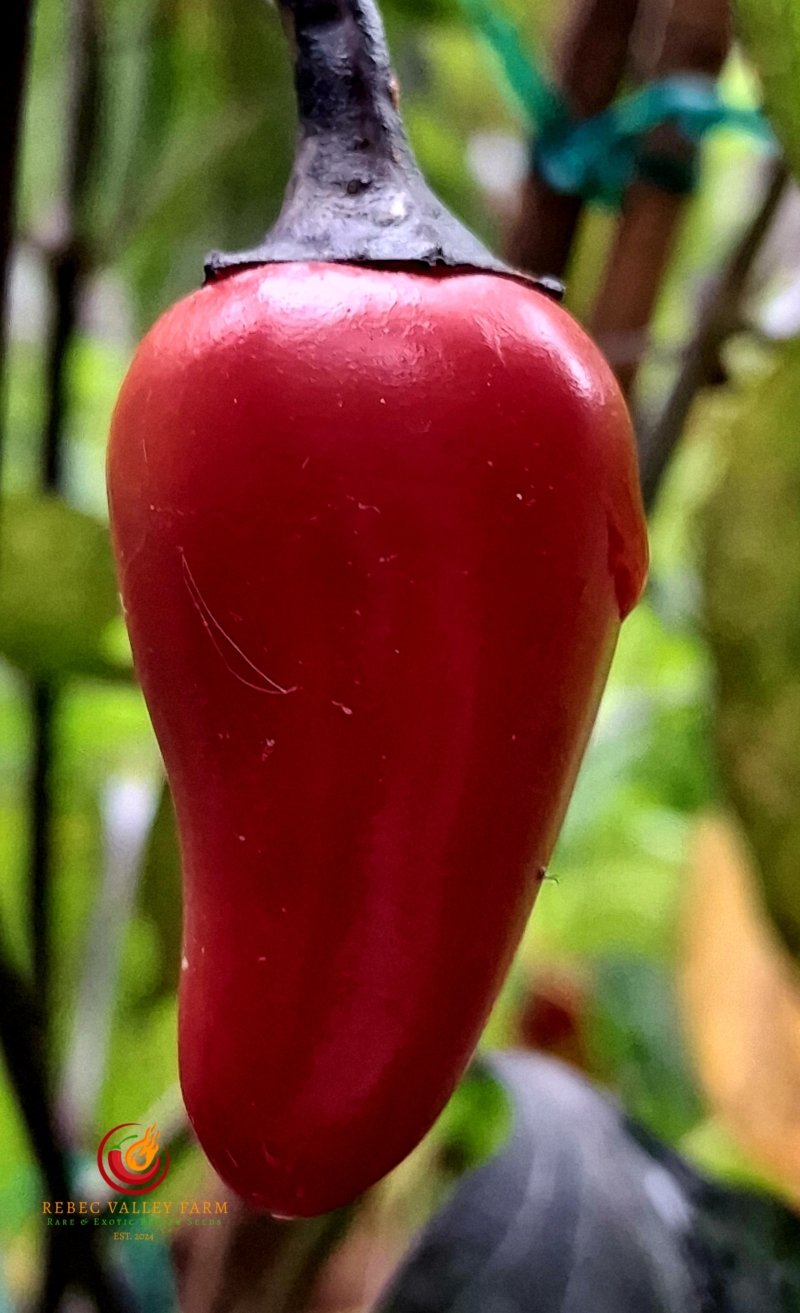 Shishito Blackout Pepper - Image 2