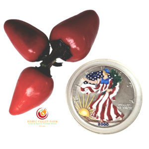 Shishito Blackout Pepper