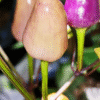 Buy Blue Christmas Pepper Seeds