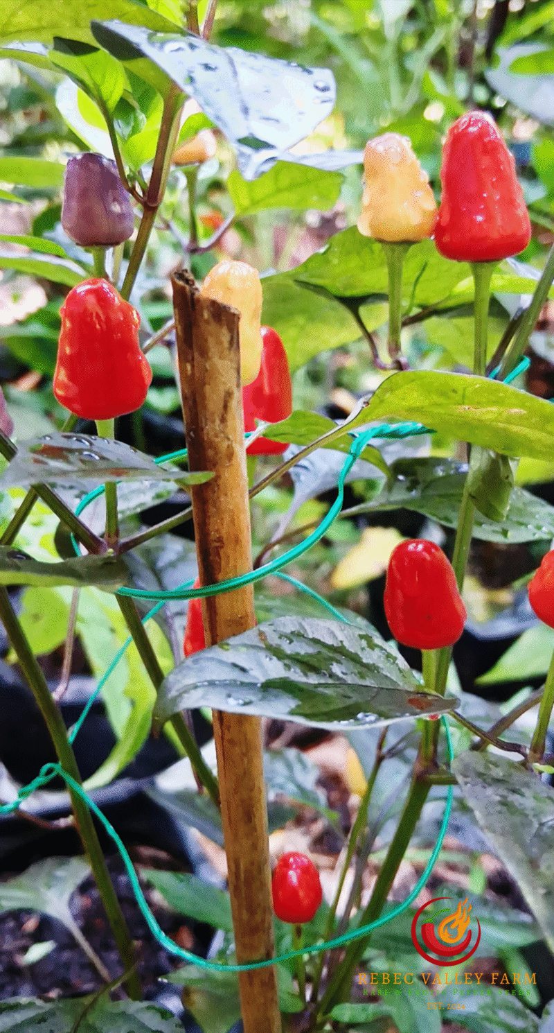 Blue Christmas Pepper - Image 3