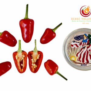 Blue Christmas Pepper Seeds